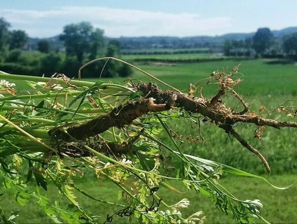 Cooking Class e Degustazione Vini tra i Vigneti della Valtenesi 12 Cooking Class e Degustazione Vini tra i Vigneti della Valtenesi 12
